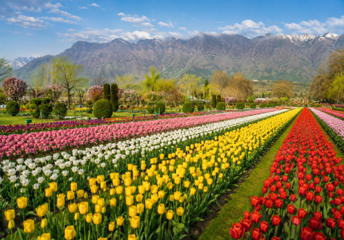 Tulip Garden — Kashmir